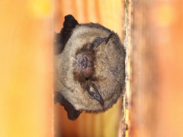 Karlik drobny (Pipistrellus pygmaeus), <p>fot. MI</p>